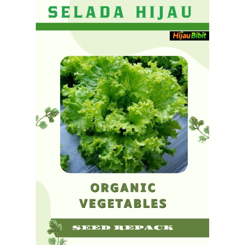 Benih Selada Hijau Keriting