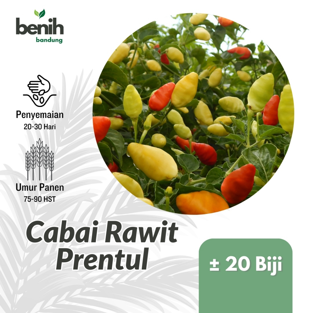 20 Biji Benih Cabe Rawit Prentul Super Pedas Sayuran Cabai Cempluk