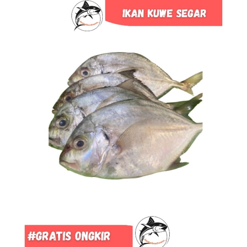 

Ikan Kuwe/Kuwe Lilin Seafood Segar