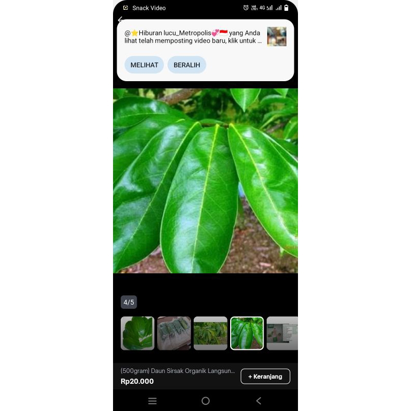 

Daun sirsak segar Obat herbal alami 100 lembar