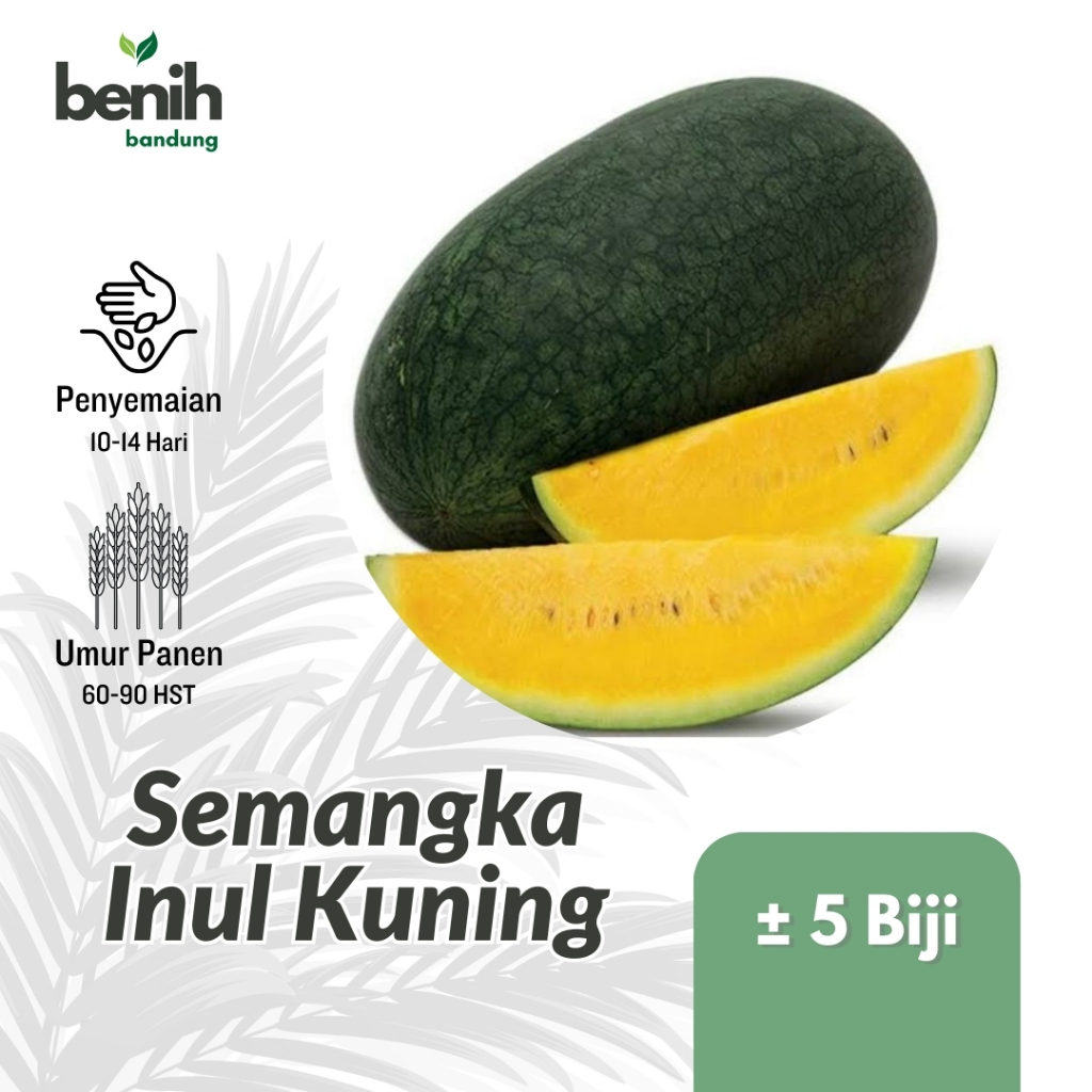 5 Biji Benih Semangka Inul Kuning Bibit Buah Unggul