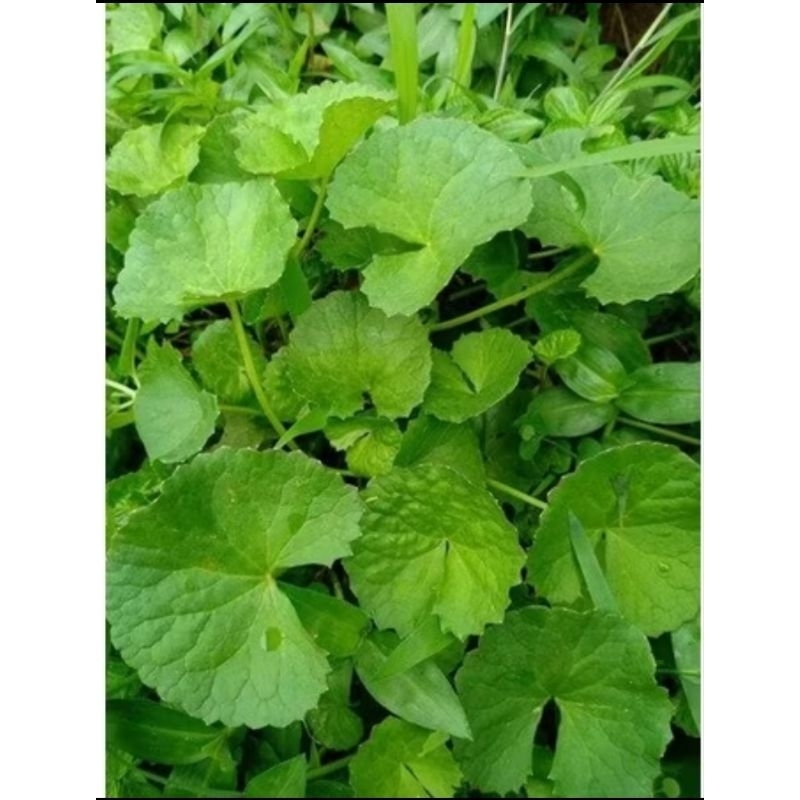 

Daun pegagan sawah antanan segar 500gram