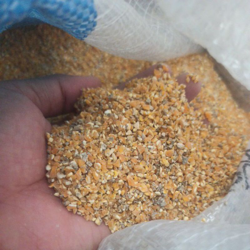 Menir Jagung mantul