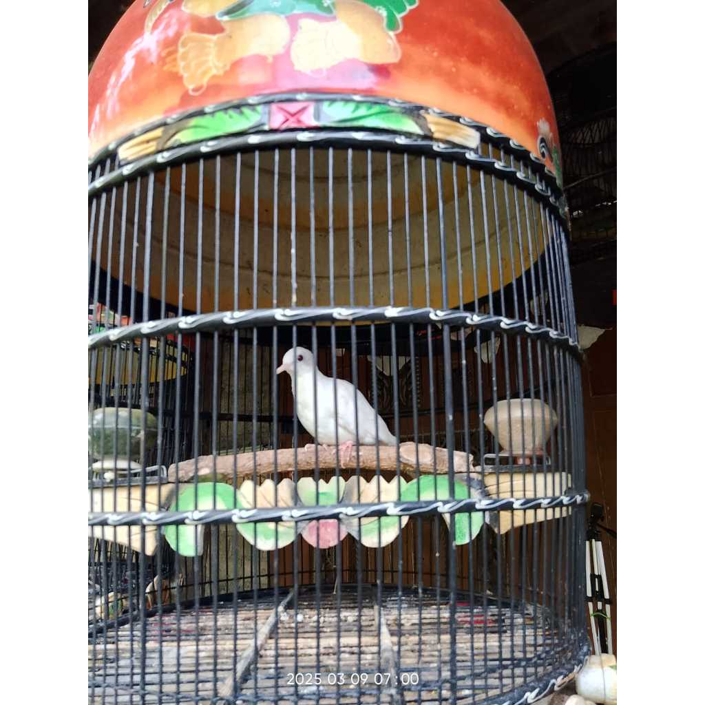 Perkutut Putih Kapas Mata Merah Pakai Ring Asli Kualitas Istimewa