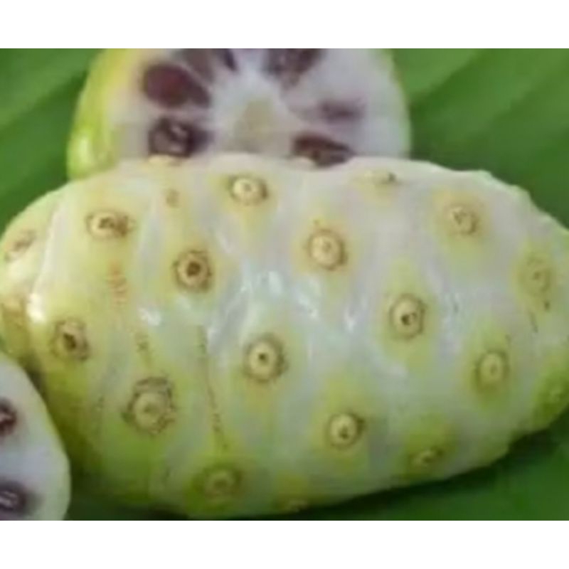 

buah mengkudu/pace segar 1 kg