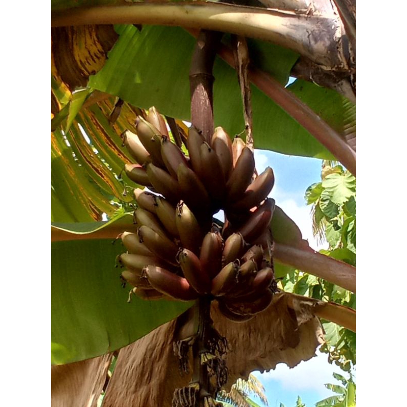 

pisang udang per 1 kg