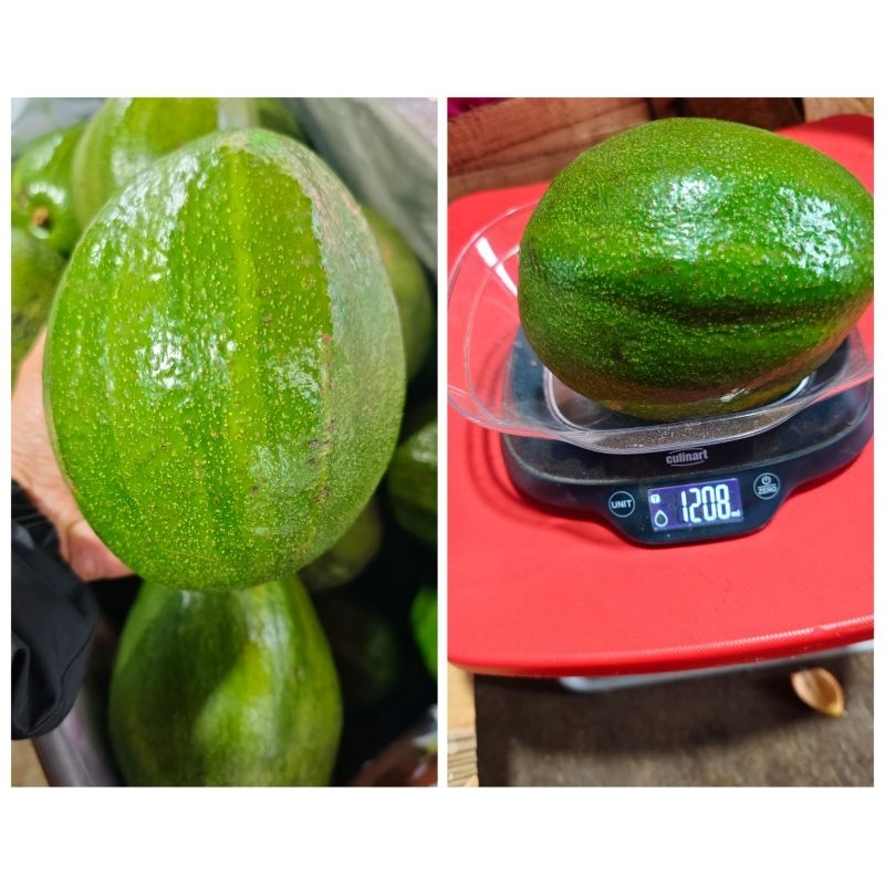 

BUAH ALPUKAT ALIGATOR BIG!|alpukat mentega premium|alpukat SUPER BIG|ALPUKAT BIG