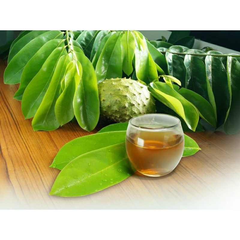 

jual daun sirsak segar baru dipetik , 100% original. harga murah