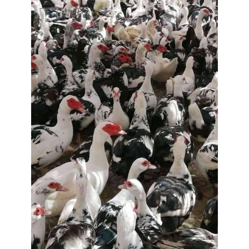 

TELUR FERTIL MENTOK ENTOG LOKAL KAMPUNG UNTUK DITETASKAN