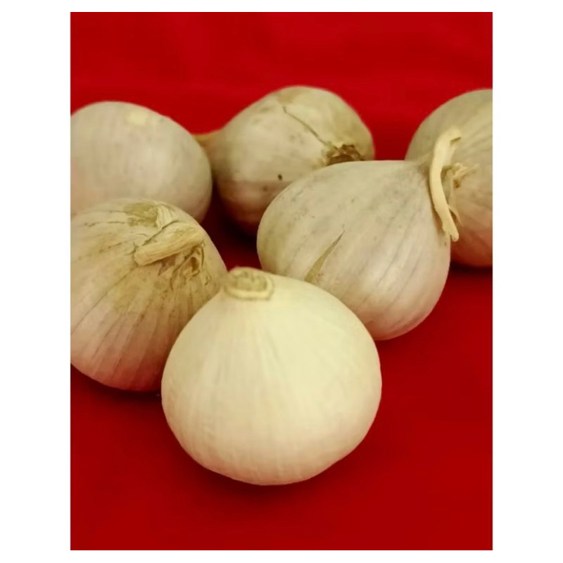 

bawang lanang jumbo bawang tunggal fresh 1kg