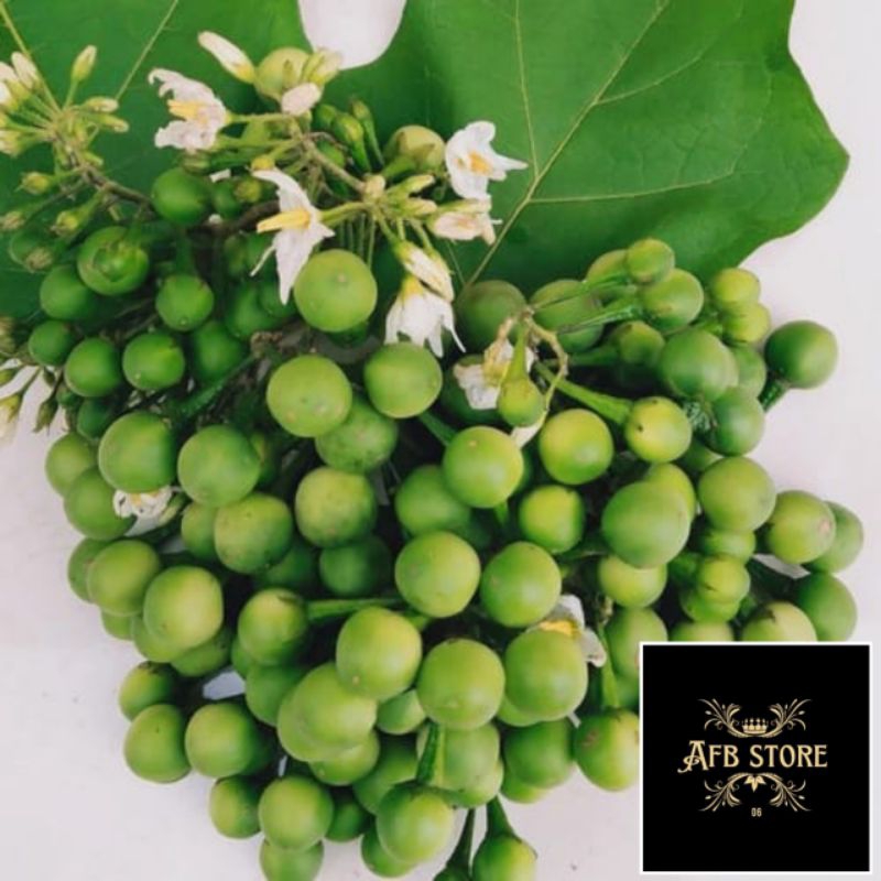 

Buah Tekokak Cepokak Segar Isi 500 Gram