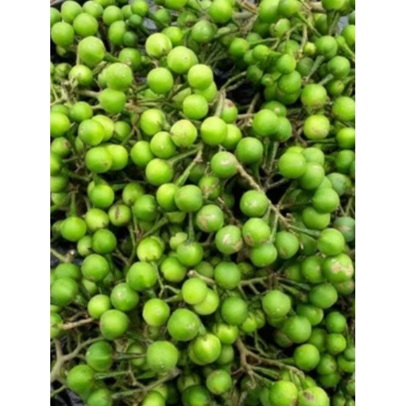 

buah cepokak/ takokak fresh