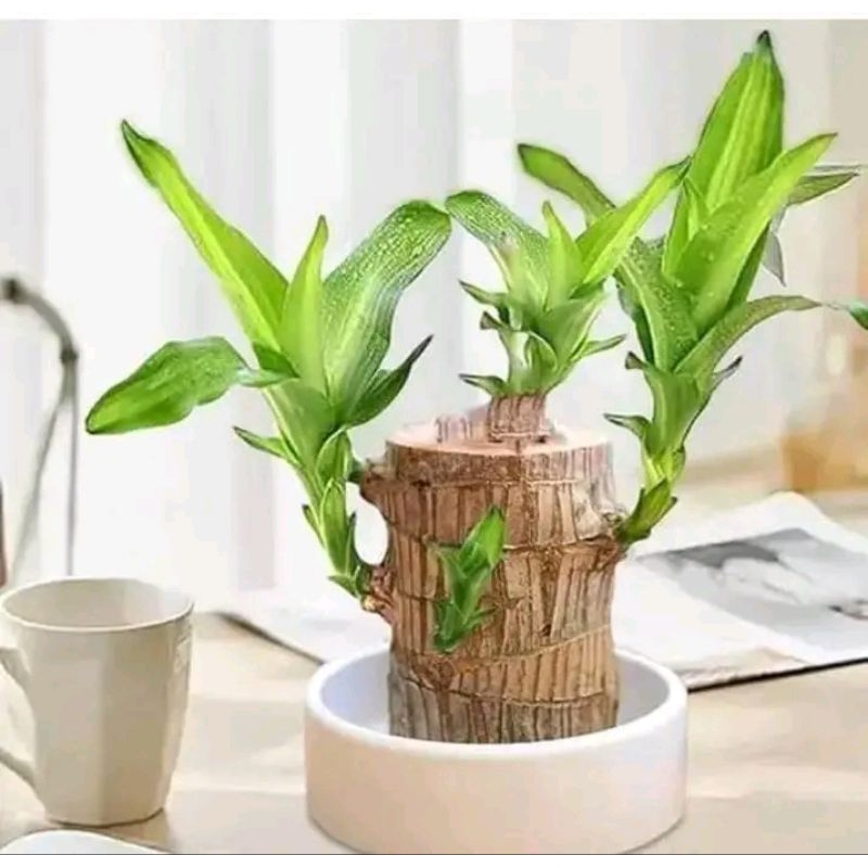 BRAZILIAN WOOD BAHAN BONSAI