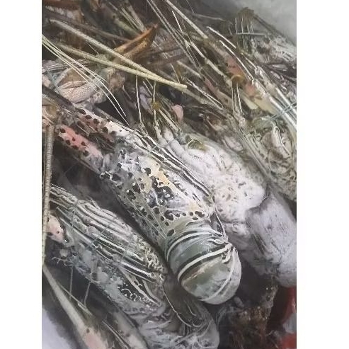 

lobster laut size 150-200g Termurah!!