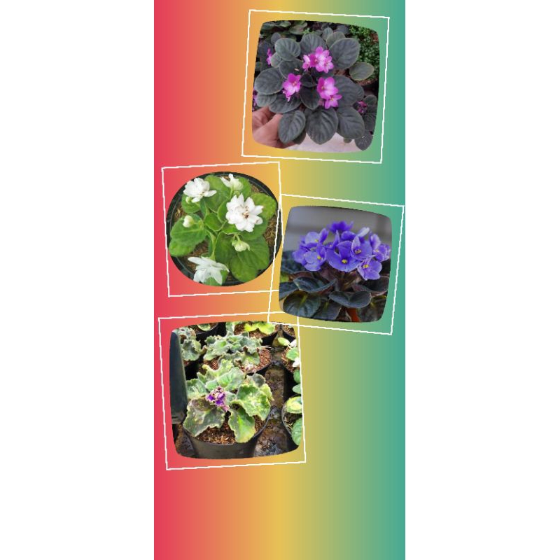 Paket 4 warna bunga vioces(african violet).