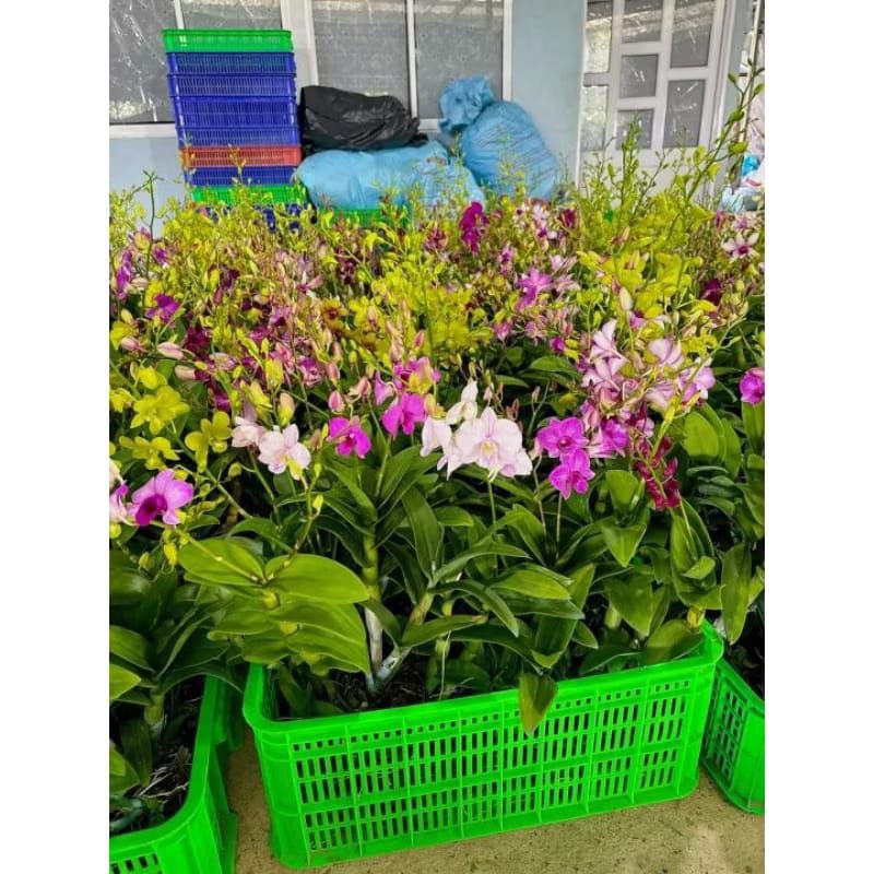 TERMURAH-Tanaman hias anggrek dendrobium dewasa/Anggrek dendrobium dewasa siap berbunga