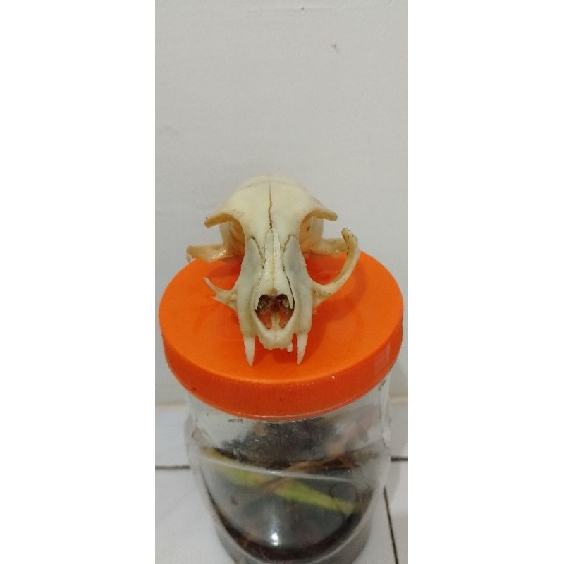 Tengkorak Hewan Asli untuk hiasan Aquarium Paludarium