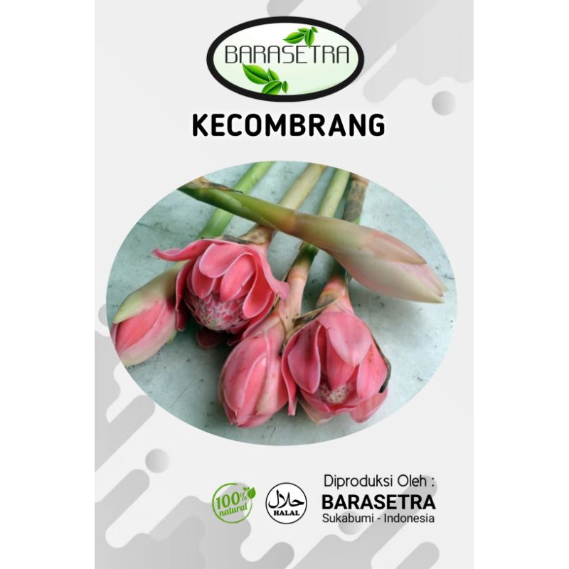 

KECOMBRANG atau comrang adalah bunga cikal bakal buah Honje yang memiliki segudang manfaat untuk kesehatan tubuh manusia. segera Order disini kak kami akan berikan kualitas segar dan terbaik.