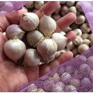 

➤ Bawang putih TunggaL/Lanang 1kg(Uk tanggung)