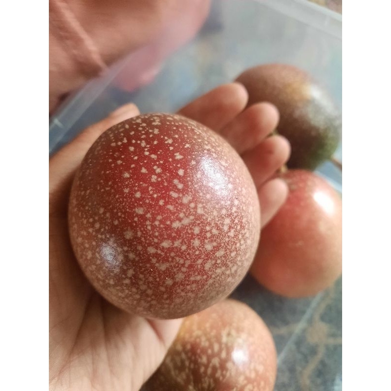 

buah markisa ungu merah