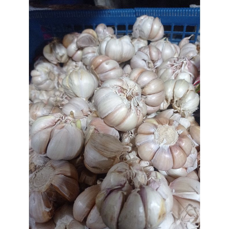 

Bawang Putih