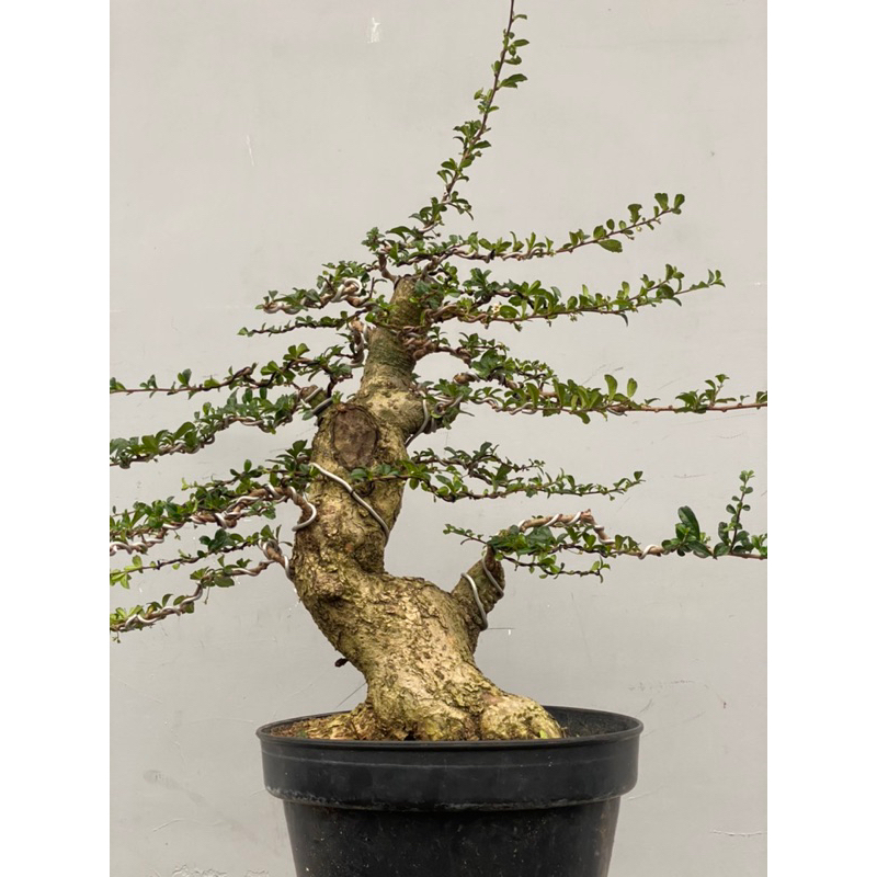 bonsai bahan prospek hokiantea (sesuai foto)