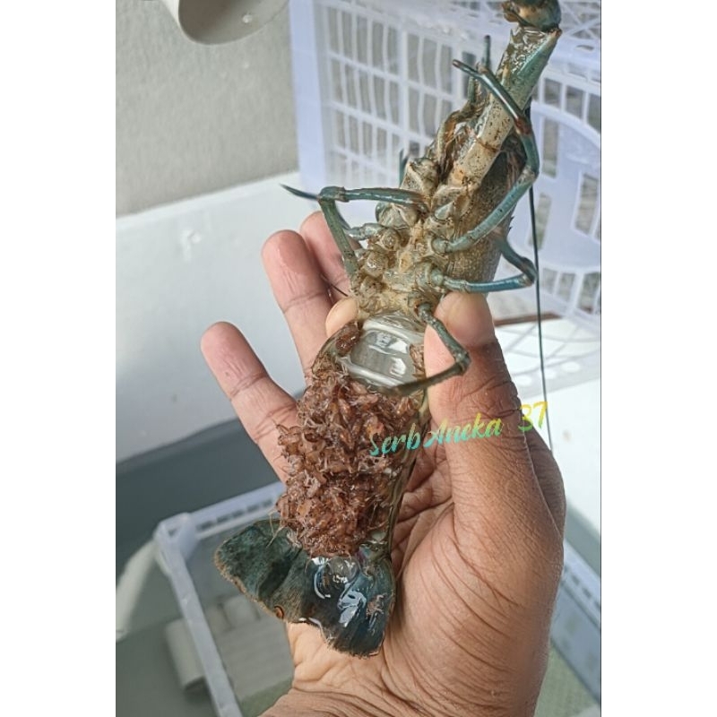 Cahayadstore Lobster Air Tawar Siap Budidaya Ukuran 4Inch - Indukan Lobster Super