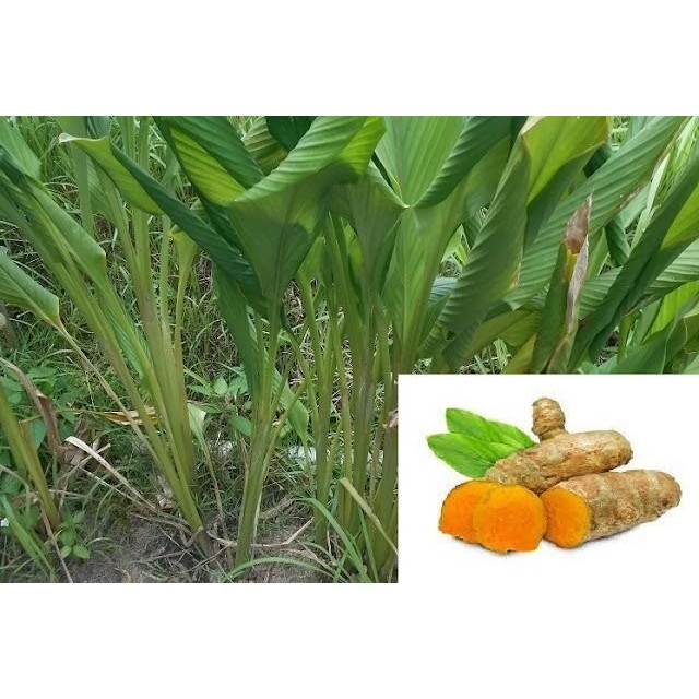 

Serbuk Temulawak 1 Kg untuk Herbal dan Jamu atau Bumbu Dapur
