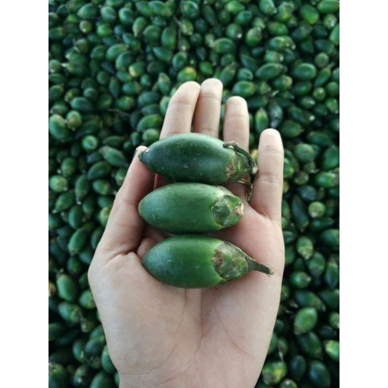 

Buah Pinang Muda Jambe Muda Hijau Masih Segar 1 KG