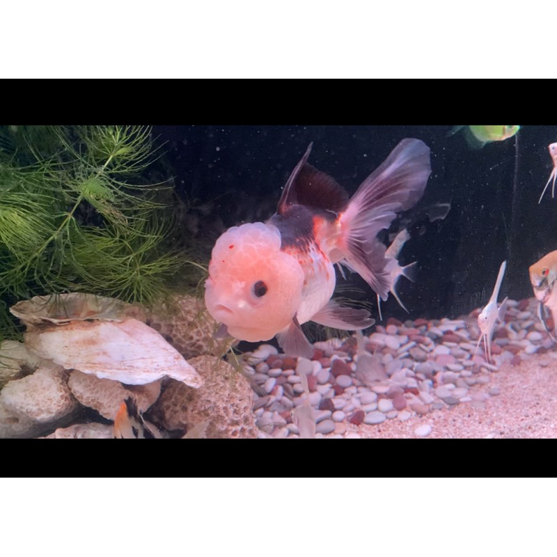 ikan koki oranda rose tail,panda dan short tail
