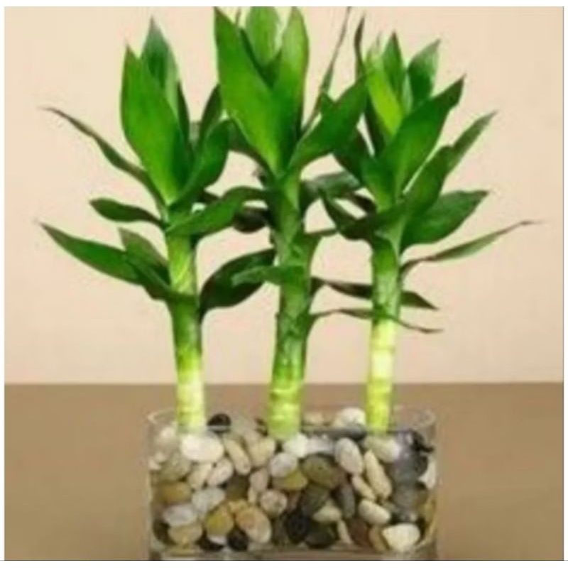 Tanaman Bambu Hoki Sri Rejeki Jumbo / Bambu Hoki Ukuran Jumbo / Bambu Hoki Sri Rezeki Fresh Siap Tan