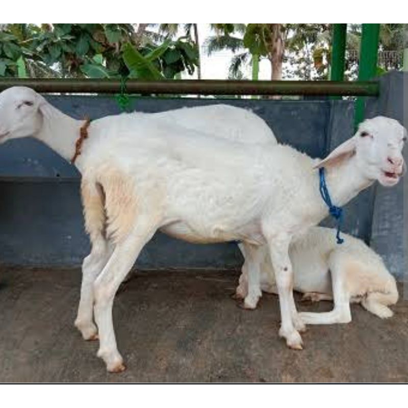 

Daging Domba Cros Texel Mandiri Umur 5-6 bulan harga satuan