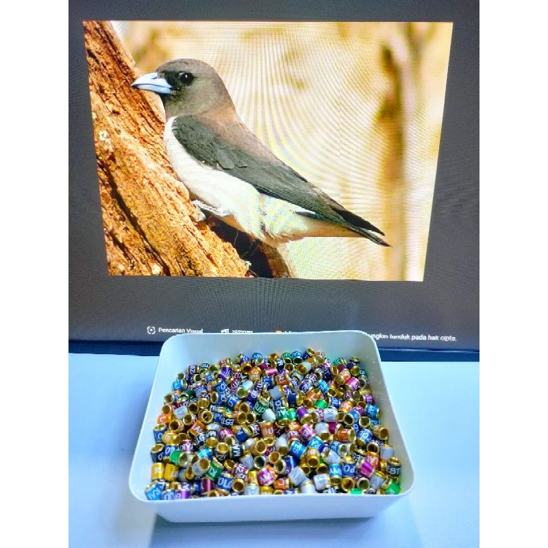 10 butir 4,2 mm ring burung kekep babi sudah ada nama