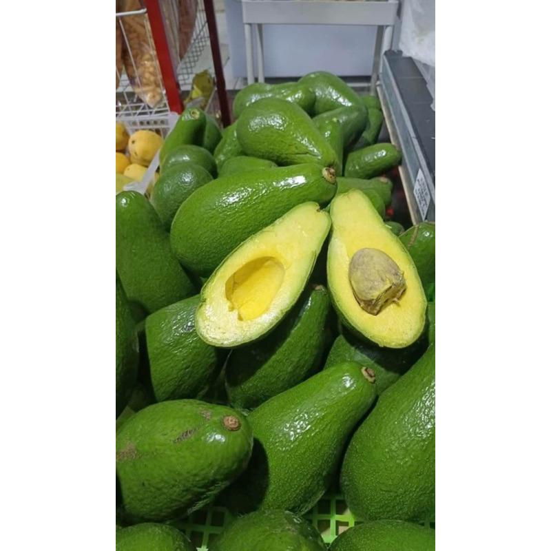 

ALPUKAT MENTEGA JUMBO SIGER LAMPUNG