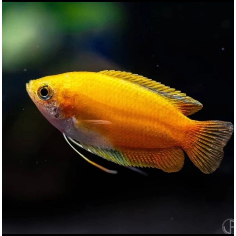

HIASAN AQUARIUM/SEPAT MADU UKURAN 4-5 CM