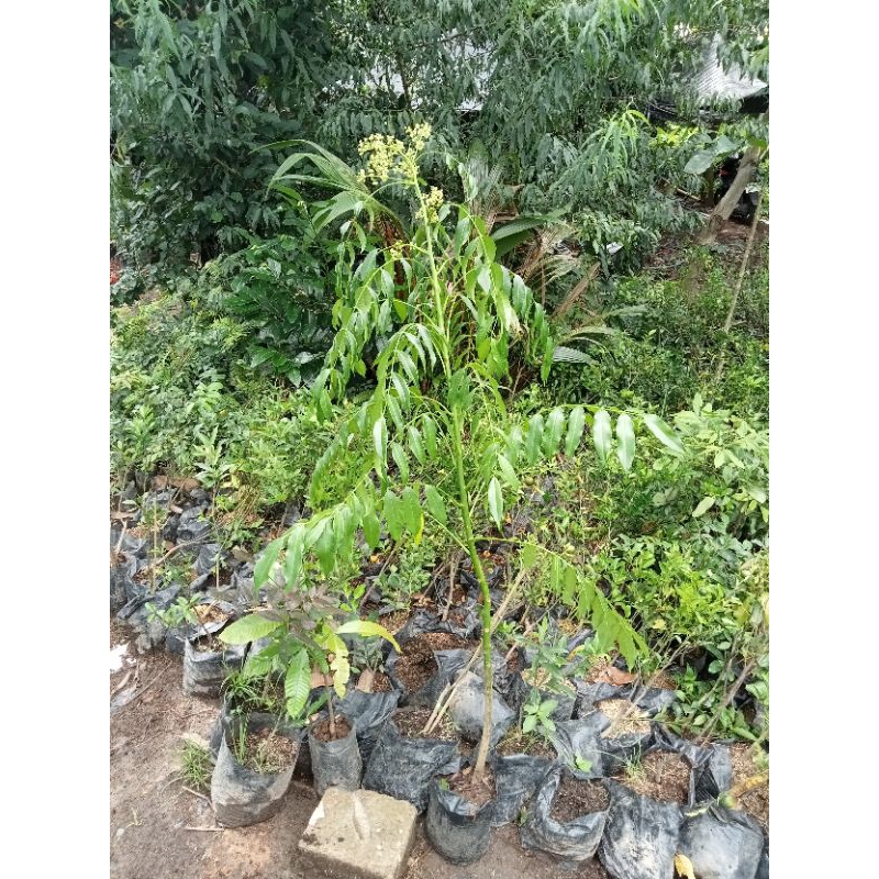 Bibit Dondong Sudah Berbuah