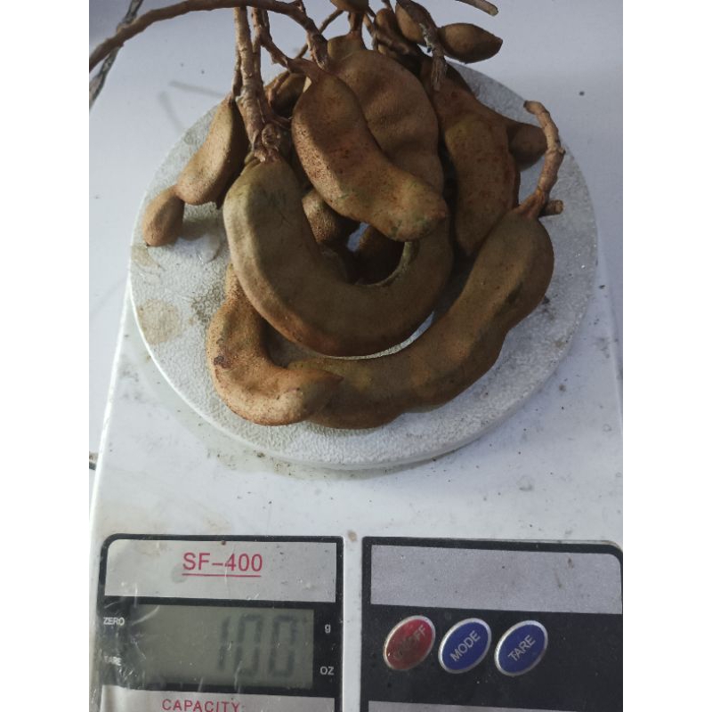 

Buah Asam Muda Segar Cempaluk 100 gram.