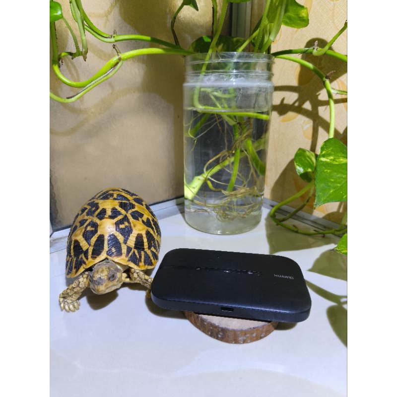 Mifi modem wifi internasional e5576 e5576-855 huawei all operators unlock normal