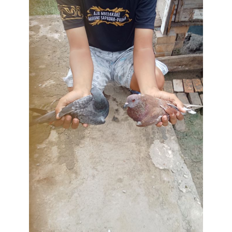 burungMerpatiSepasangGiringMangkat