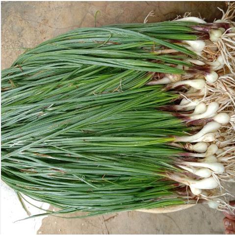 

BAWANG BATAK LONGKIO KUCAY 500GR