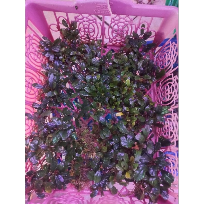 bucephalandra daun mini clump per keranjang