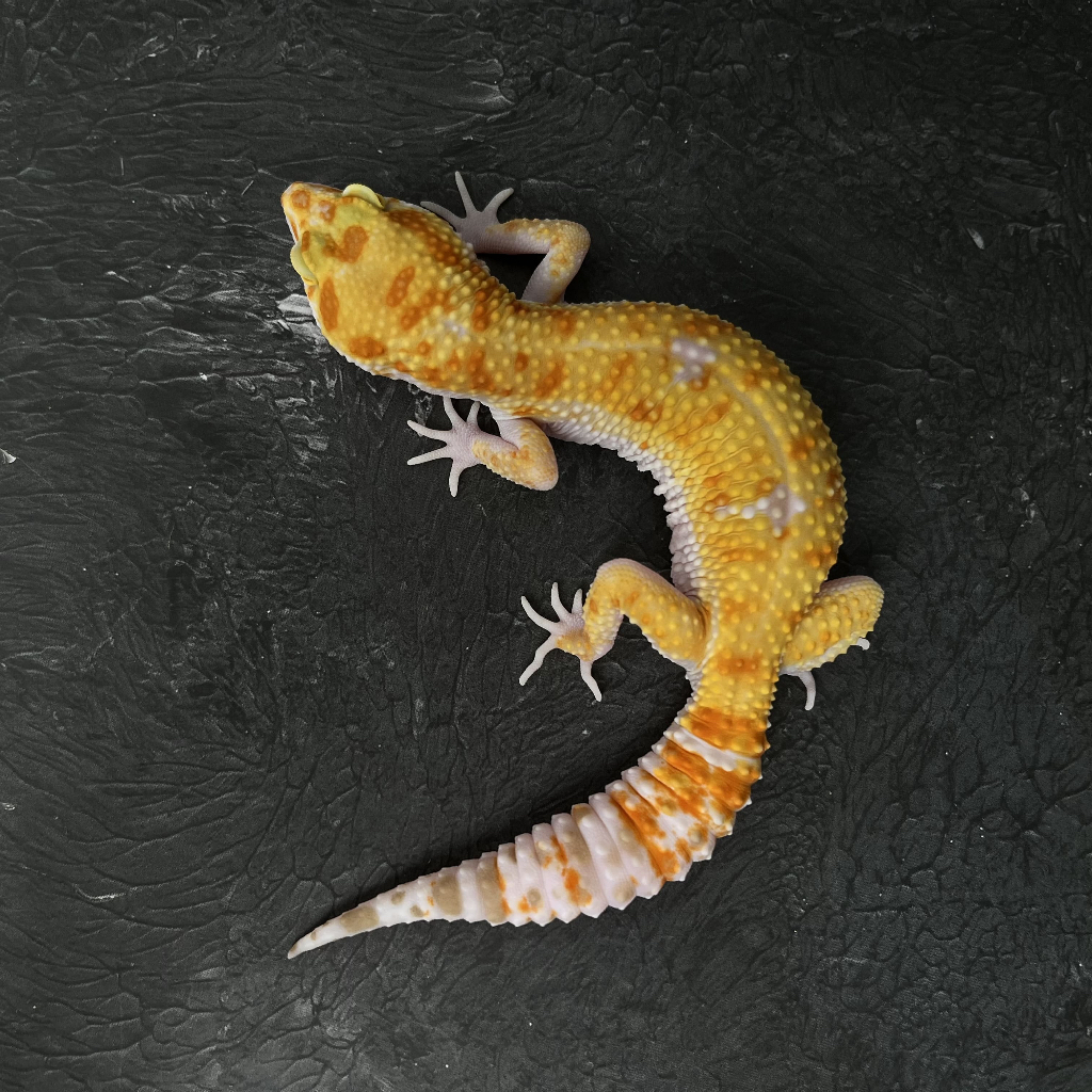 WY TREMPER HET RAPTOR CBB222 BETINA Mainan Anak Lucu Jinak Gecko Geko Leopard Gecko