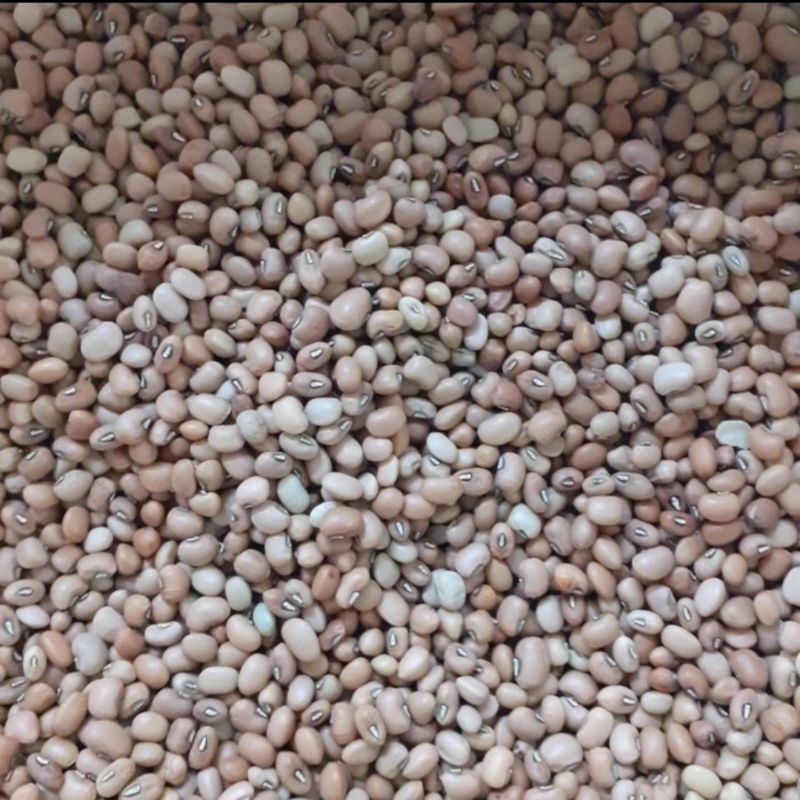 

kacang tolo 1 kg / kedelai kacang tolo 1 kg