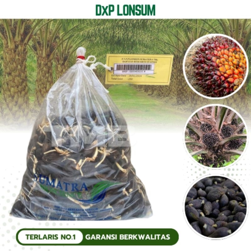 KKS DXP LONSUM BIBIT KECAMBAH KELAPA SAWIT UNGGUL
