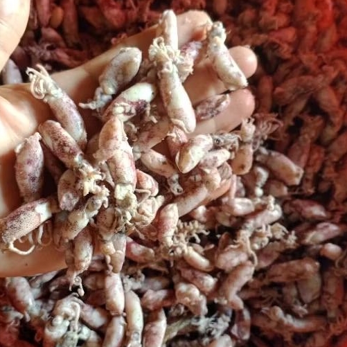

BABY CUMI ASIN REBUS LAUT DARI LAMPUNG, LANGSUNG DARI PENGASIN NYA JDI IKAN NYA MASIH FRESH, CANTIK CANTIK