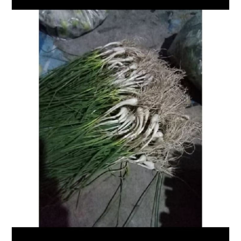 

lekio ,kucai bawang batak /250gram