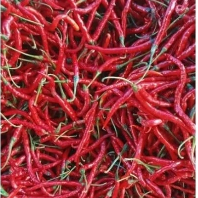 

CABAI RAWIT MERAH PANJANG 500gr