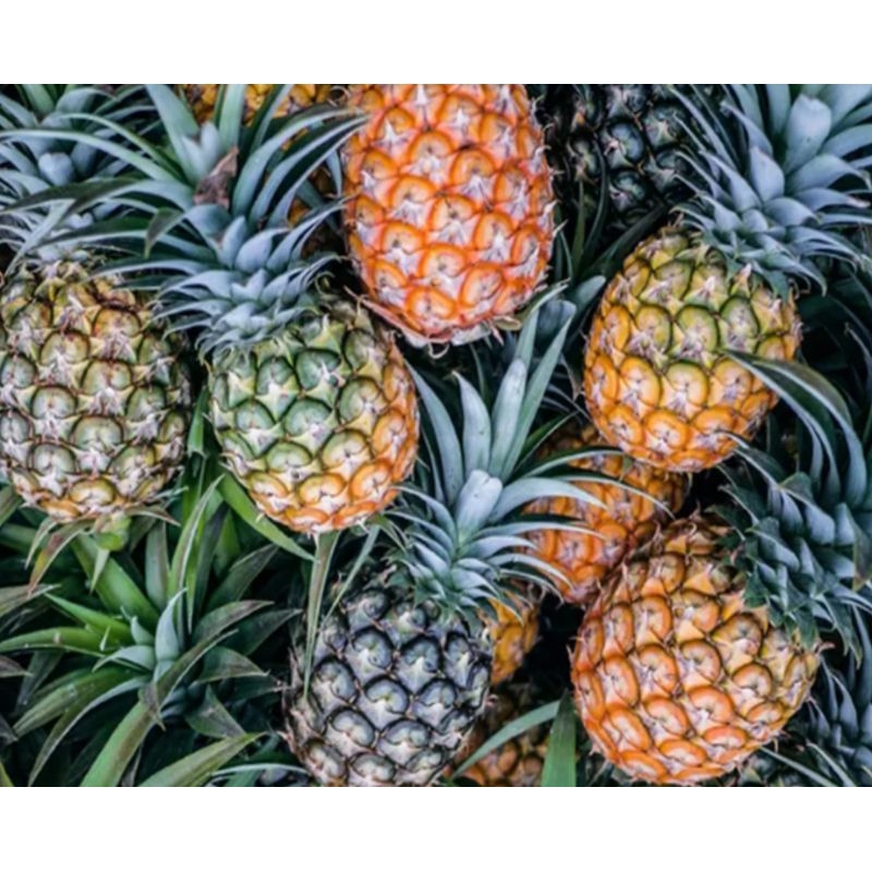 

Nanas Subang / Nanas Ukuran sedang