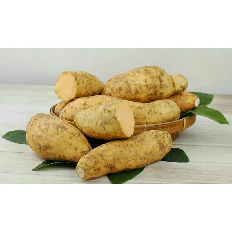 

UBI CILEMBU