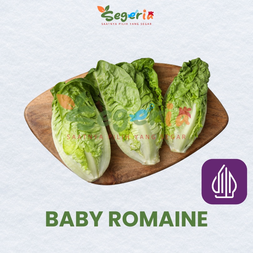 BABY ROMAINE